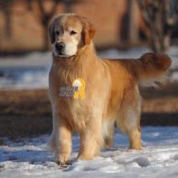 巨星犬舍:北京城区顺义区