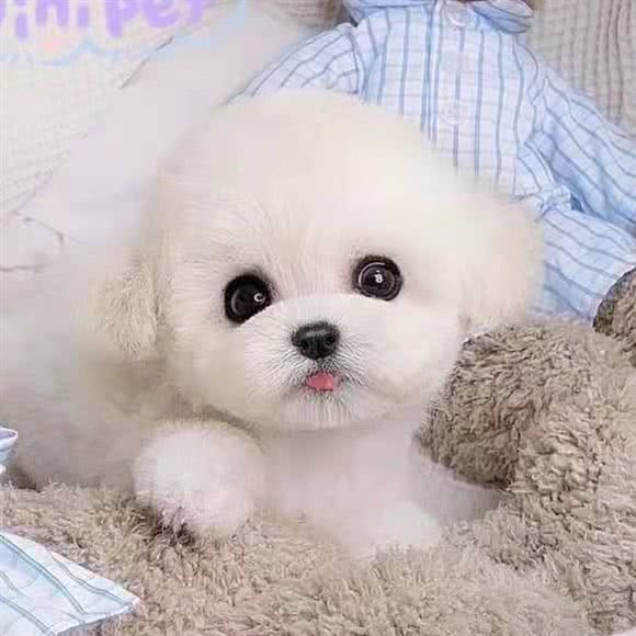 巅峰猫狗旗舰店:北京城区顺义区