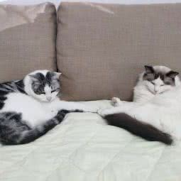 华宠动物医院:北京城区顺义区