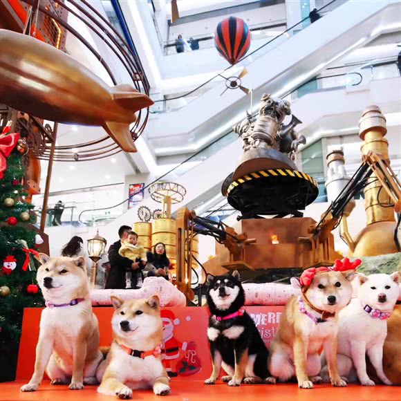 和屋犬舍:北京城区昌平区