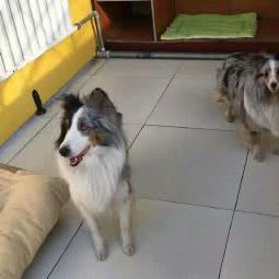 qq宠物乐园:北京城区昌平区