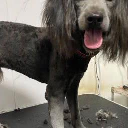 爱尚宠·宠物(阳坊店)(阳坊店):北京城区昌平区