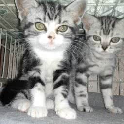 爱猫舍:北京城区昌平区