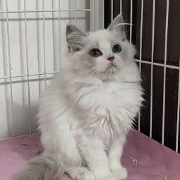 JAVA猫舍宠物准妈妈综合体验店:北京城区大兴区