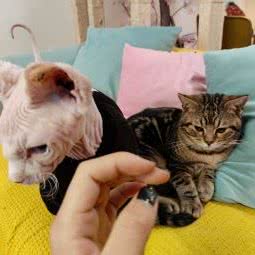 喵宠王国撸猫乐园:北京城区密云区