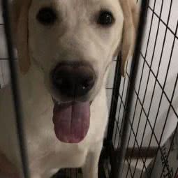 派多格宠物(延庆店):北京城区延庆区