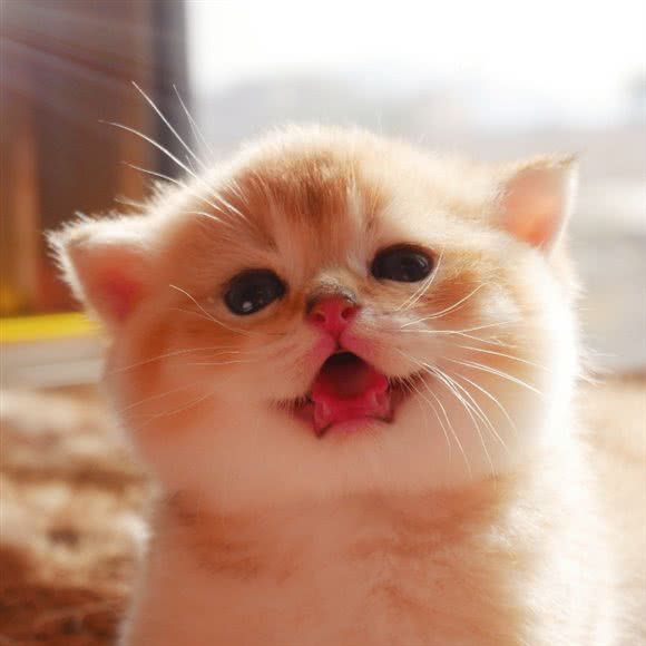 麒麟猫舍:北京城区延庆区