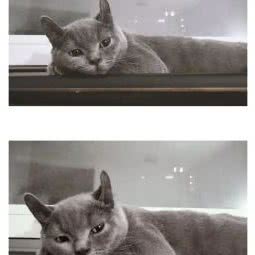 爰猫爱狗动物医院:北京城区延庆区