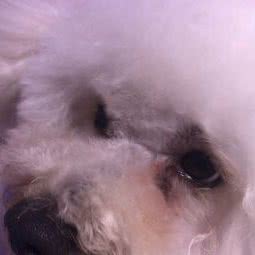 诚安动物医院:北京城区延庆区