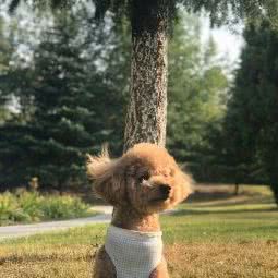 阿C家宠物家庭:天津城区河东区