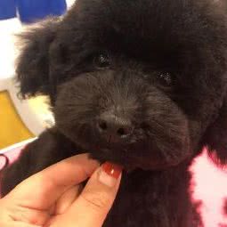 猫狗部落宠物生活馆:天津城区河东区