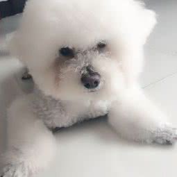 名门旺族宠物店:天津城区河西区