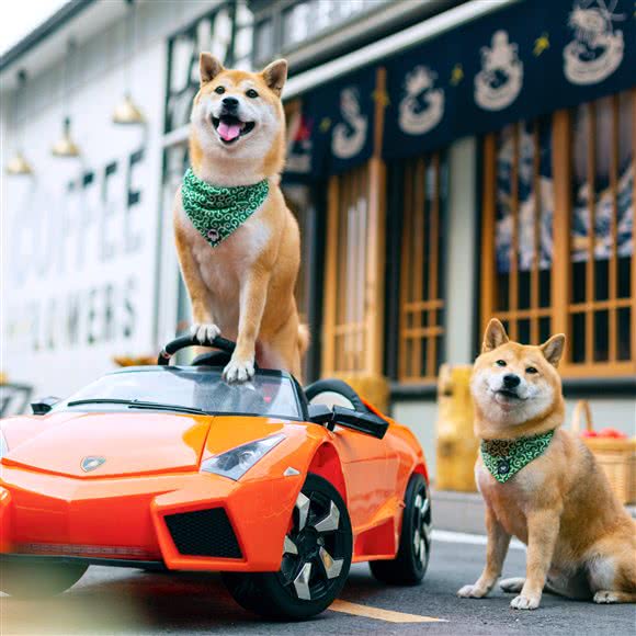 微看-宠物摄影:天津城区南开区