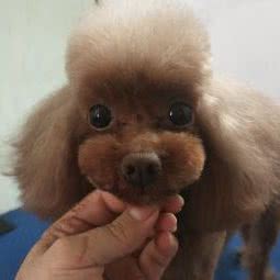 善待宠物美容:天津城区河北区