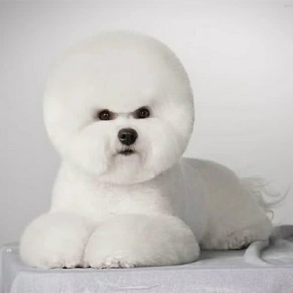 花漾宠物护肤精剪会所:天津城区东丽区