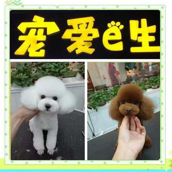 宠爱e生:天津城区东丽区