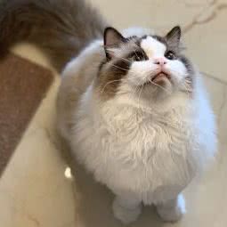 萌宠驾到PET SHOP:天津城区东丽区