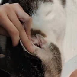 爪爪宠物中心(成林道店):天津城区东丽区