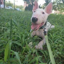 胖KI家宠物手工美食小铺:天津城区东丽区