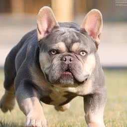 金色犬业俱乐部:天津城区东丽区