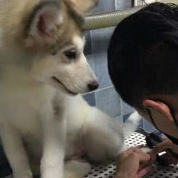 喜宠猫舍:天津城区东丽区