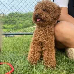 糖果纯家庭宠物寄养:天津城区西青区