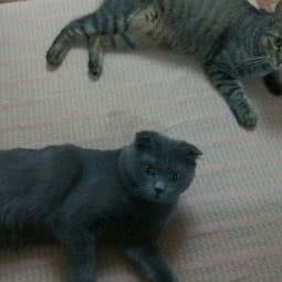 心怡家庭宠物寄养:天津城区津南区