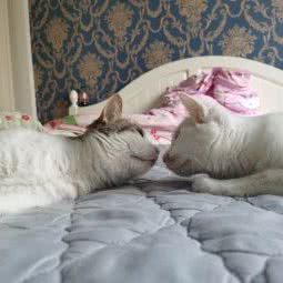 一猫一狗宠物家庭寄养:天津城区津南区