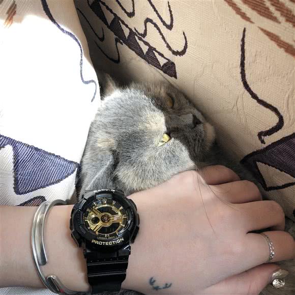 艾尚宠物:天津城区津南区