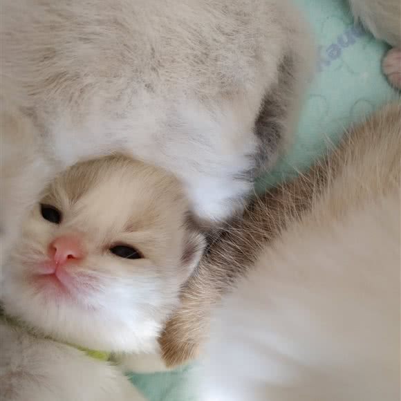 喵梵阁猫舍:天津城区津南区