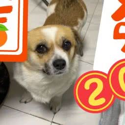 喆·宠物美容会所:天津城区北辰区