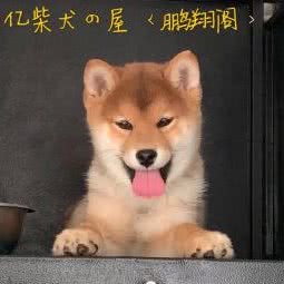 天亿柴犬の屋:天津城区北辰区