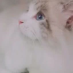 爱媛家庭猫舍:天津城区北辰区