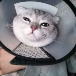 阿狗的家(御海店):天津城区滨海新区