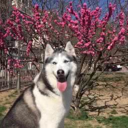 喵星汪族宠物会所:天津城区滨海新区