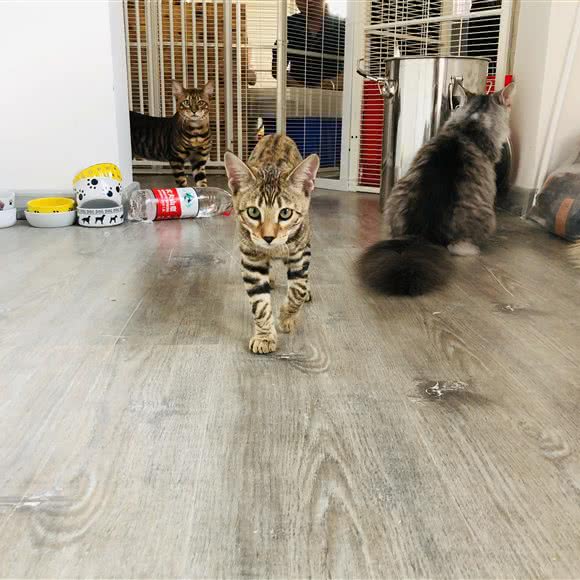 陶大胆猫舍:天津城区滨海新区
