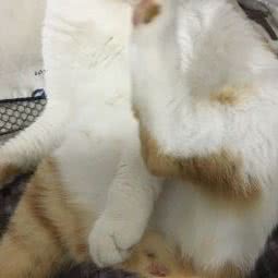 瑞康宠物诊所(静海东城店):天津城区静海区