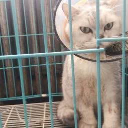 福康宠物诊所:天津城区蓟州区