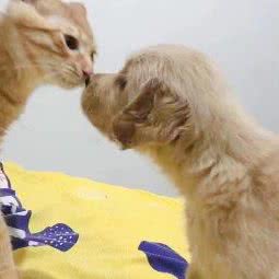 麦田宠物:石家庄市长安区