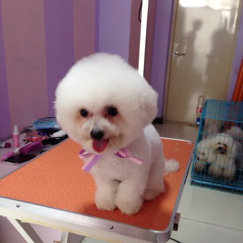 帕比宠物:石家庄市长安区