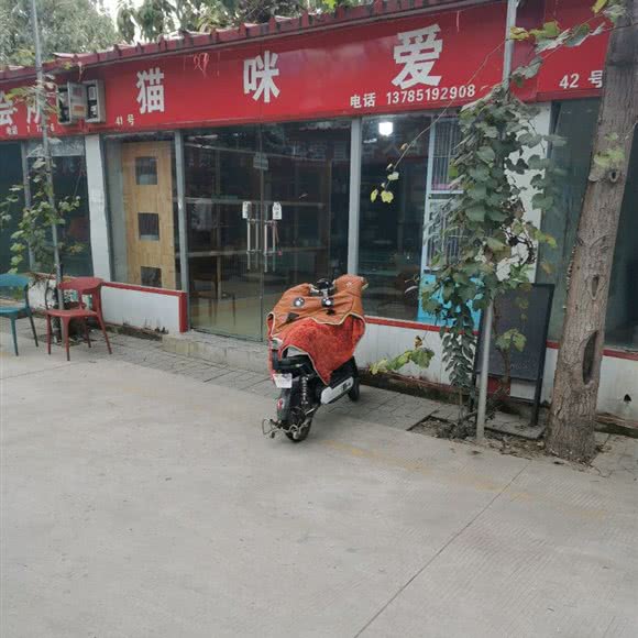 猫咪爱:石家庄市长安区