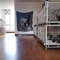 宠多多宠物狗:石家庄市裕华区