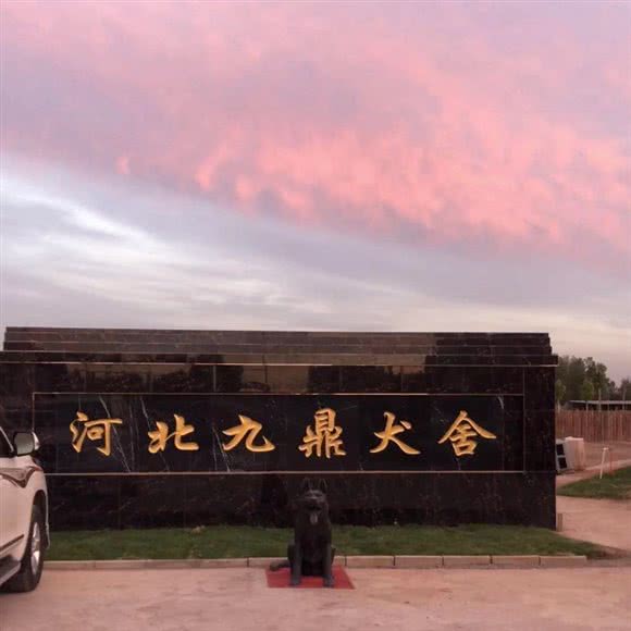 九鼎工作犬宠物犬训练基地:石家庄市鹿泉区