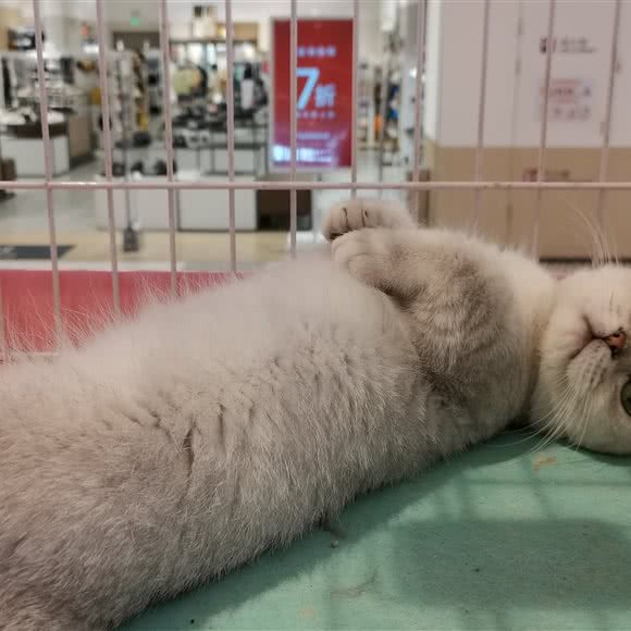 齐宠:北京城区朝阳区建外大街附近