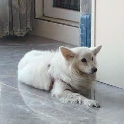 骐骥宠物天堂:石家庄市栾城区