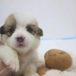 麦兜犬舍:邢台市襄都区新华北路附近