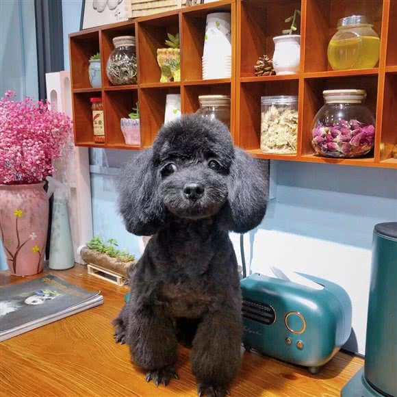 唯我所宠:石家庄市正定县