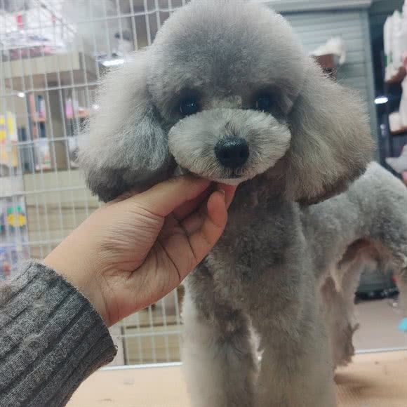 宝熊宠物:石家庄市正定县