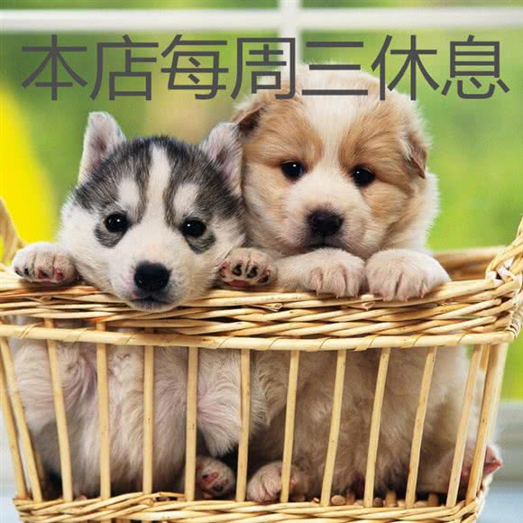 传奇宠物狗:邢台市信都区公园东街附近