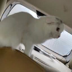 宠吖狗狗生活馆:石家庄市晋州市